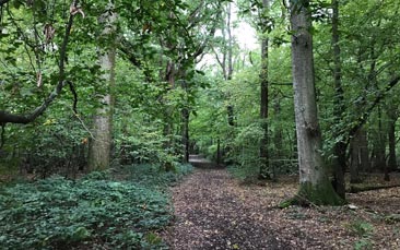 forest bathing hen party