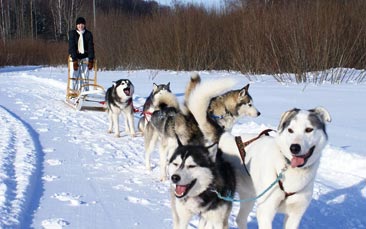 husky dog sledding hen party