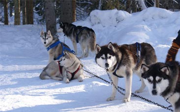 husky dog sledding hen party