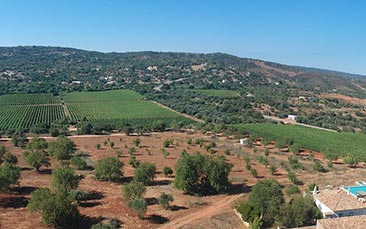 quinta da tor vineyard tour and tasting hen party