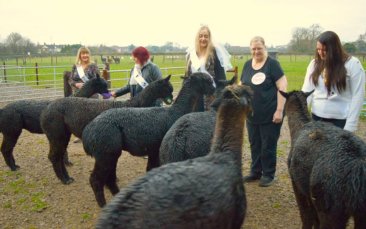 alpaca experience hen party