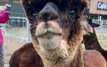 alpaca experience hen party