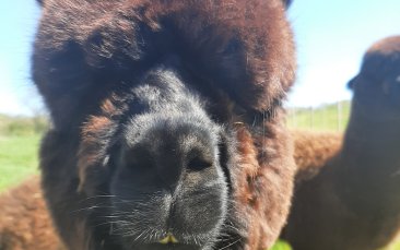 alpaca experience hen party