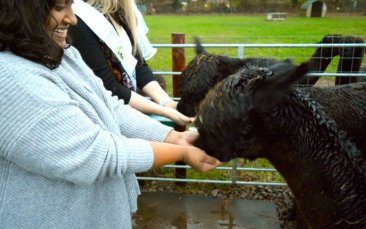 alpaca experience hen party