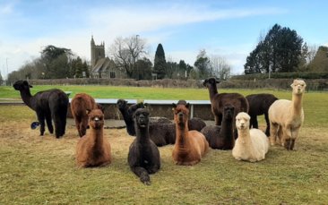 alpaca experience hen party