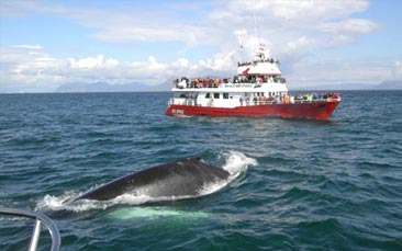 whale watching hen party